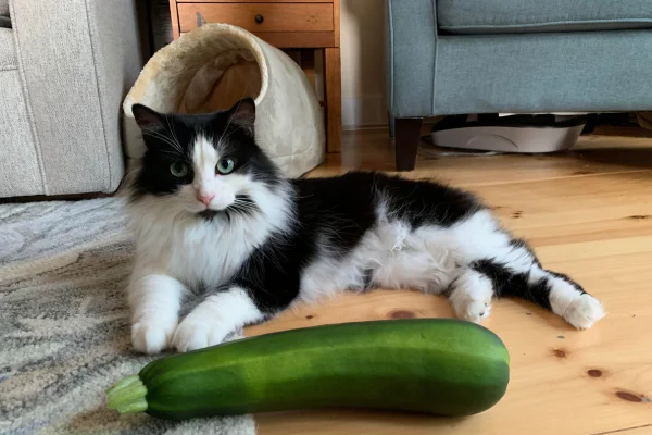 Gato pode comer abobrinha? 1vettop% Gato pode comer abobrinha?