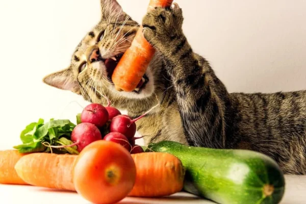 Gato pode comer abobrinha?