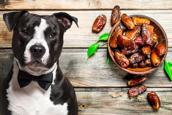 Cachorro pode comer tamarindo?