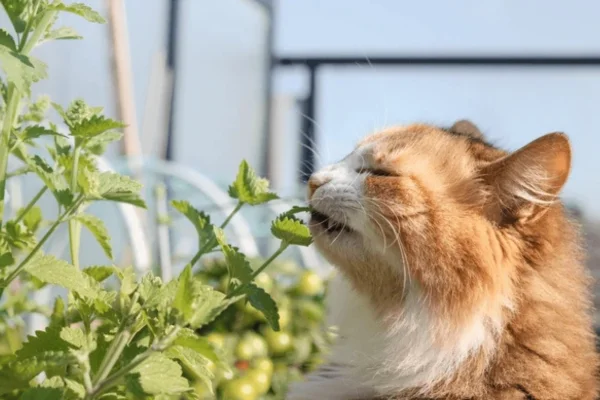 Gato pode comer hortelã? 1vettop% Gato pode comer hortelã?