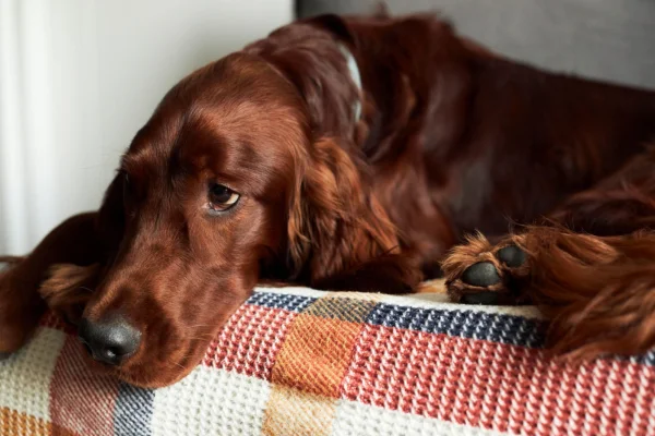 Cachorro pode comer tamarindo? 1vettop% Cachorro pode comer tamarindo?