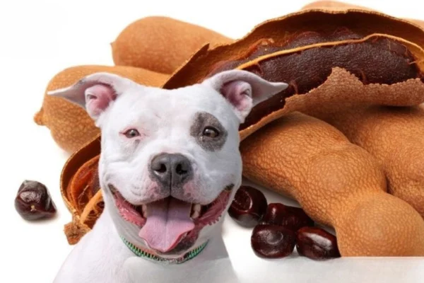 Cachorro pode comer tamarindo? 2vettop% Cachorro pode comer tamarindo?