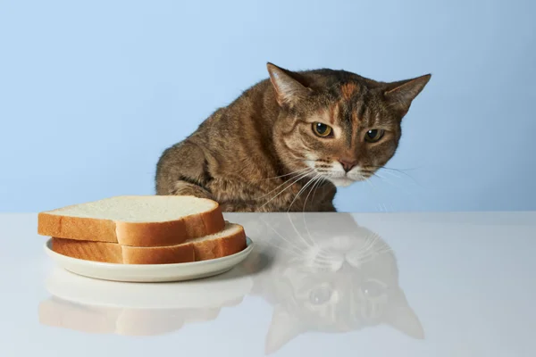 Gato pode comer pão?