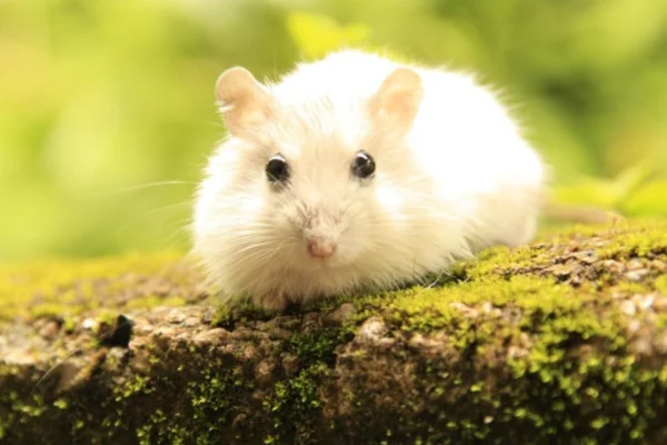 Hamster Animal Silvestre ou Doméstico? 1vettop% Hamster Animal Silvestre ou Doméstico (1)