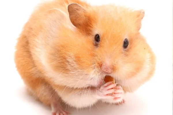 Hamster Animal Silvestre ou Doméstico? 2vettop% Hamster Animal Silvestre ou Doméstico (2)