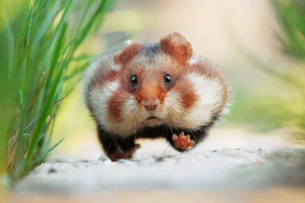 Hamster Animal Silvestre ou Doméstico? 15vettop% Hamster Animal Silvestre ou Doméstico?
