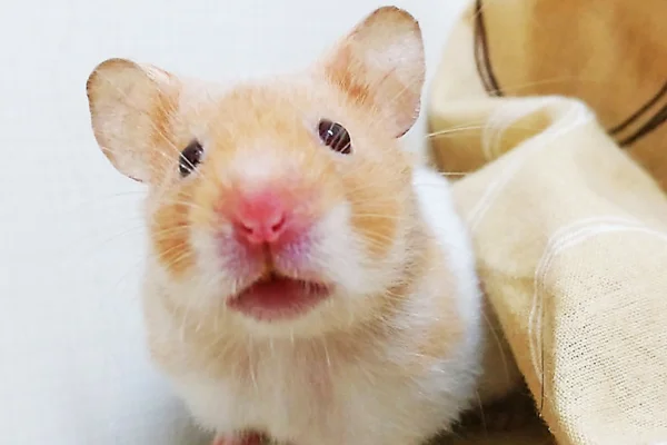 Um Guia Sobre Cuidados com seu Hamster 1vettop% Hamster