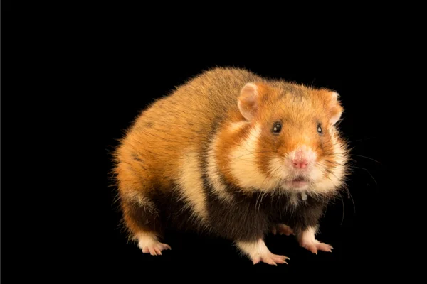 Um Guia Sobre Cuidados com seu Hamster 2vettop% Hamster