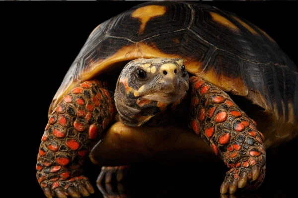 Animais do Pantanal 9 Animais Icônicos 8vettop% Jabuti (Chelonoidis carbonarius)