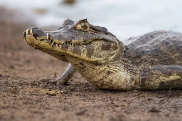 Animais do Pantanal 9 Animais Icônicos 5vettop% Jacaré-do-Pantanal (Caiman yacare)