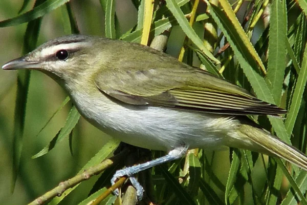 Nomes de pássaros de A a Z 3vettop% Juruviara (Vireo chivi)
