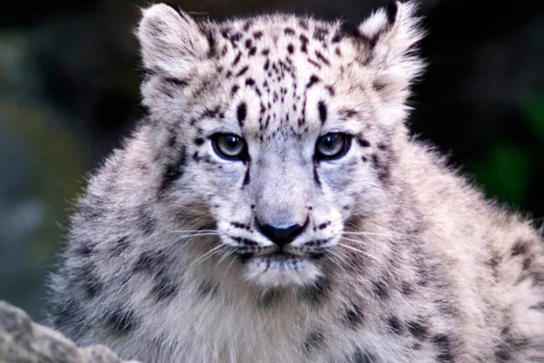 Os animais mais fofos do mundo 6vettop% Leopardo-das-neves (Panthera uncia)