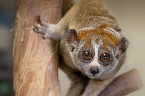 Os animais mais fofos do mundo 18vettop% Lóris lento pigmeu (Nycticebus pygmaeus)
