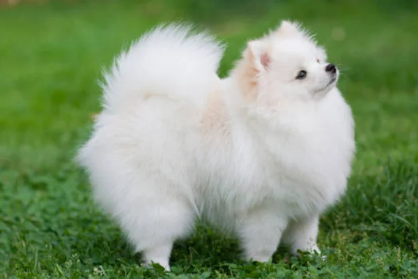 Conheça 10 Raças de Cachorros Pequenos e Brancos 10vettop% Lulu da Pomerânia Branco