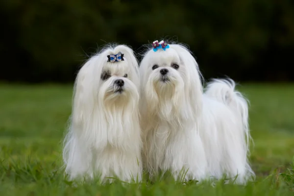 Conheça 10 Raças de Cachorros Pequenos e Brancos 1vettop% Maltês