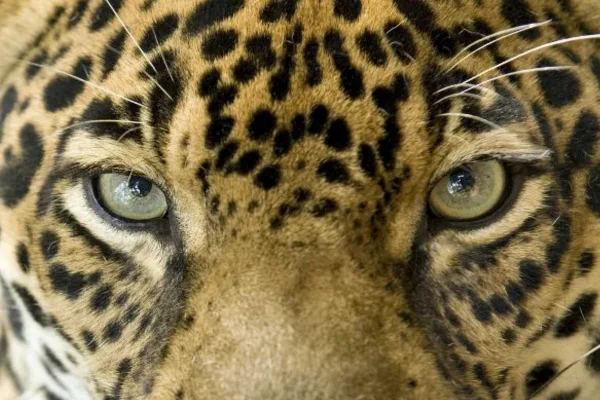 Animais do Pantanal 9 Animais Icônicos 1vettop% Onça-pintada (Panthera onca)
