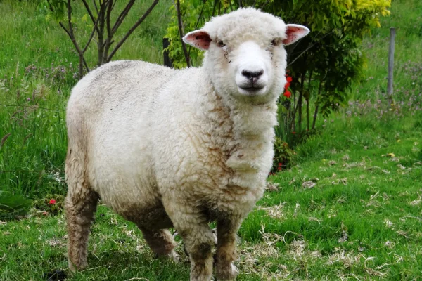 Os animais mais fofos do mundo 13vettop% Ovelha (Ovis orientalis aries)