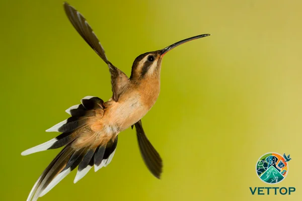 Nomes de pássaros de A a Z 5vettop% Rabo-branco-acanelado (Phaethornis pretrei)