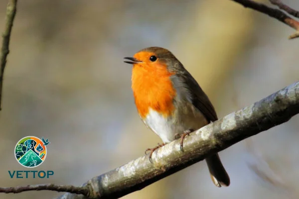 Nomes de pássaros de A a Z 4vettop% Pisco-de-peito-ruivo (Erithacus rubecula)