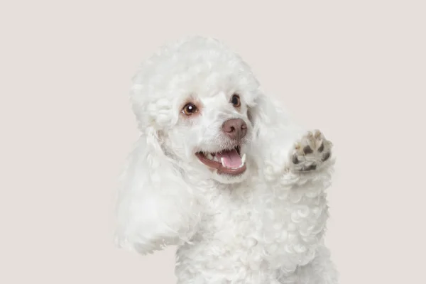 Conheça 10 Raças de Cachorros Pequenos e Brancos 3vettop% Poodle Toy Branco