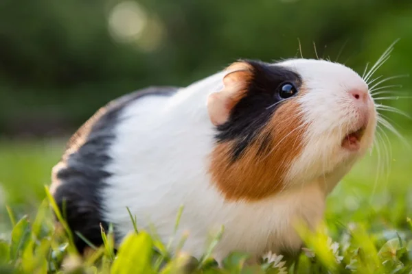 Porquinho-da-Índia: Características, Habitat e Comportamento 24vettop% Porquinho-da-Índia