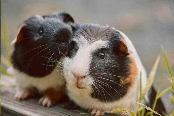 Porquinho-da-Índia: Características, Habitat e Comportamento 1vettop% Porquinho-da-Índia (2)