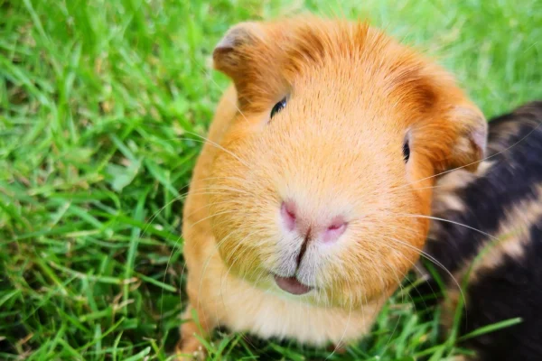 Porquinho-da-Índia: Características, Habitat e Comportamento 2vettop% Porquinho-da-Índia (2)