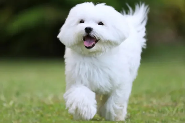 Raças de Cachorros Pequenos e Brancos