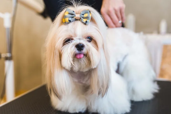 Conheça 10 Raças de Cachorros Pequenos e Brancos 7vettop% https://www.vettopbr.com/shih-tzu/