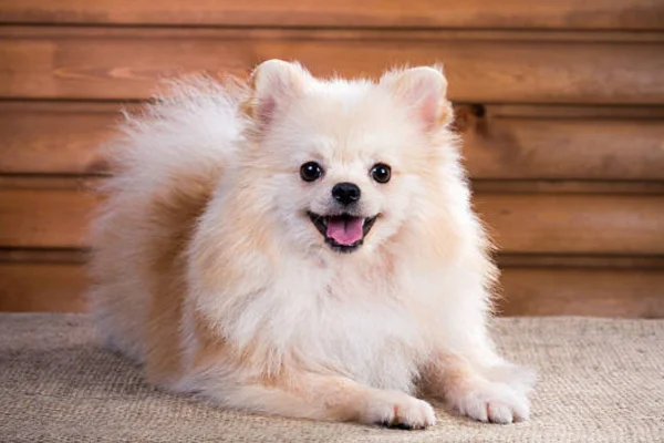 Conheça 10 Raças de Cachorros Pequenos e Brancos 9vettop% Spitz Alemão Branco