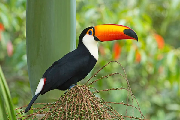 Nomes de pássaros de A a Z 1vettop% TUCANO