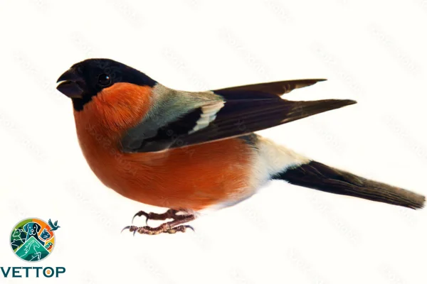 Tipos de bicos de aves 1vettop% Tipos de bicos de aves (1)