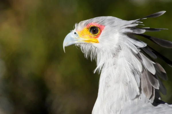 Tipos de bicos de aves 2vettop% Tipos de bicos de aves (2) (1)