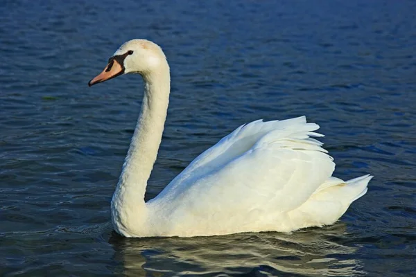Os animais mais fofos do mundo 12vettop% Cisne
