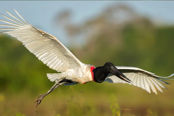 Animais do Pantanal 9 Animais Icônicos 3vettop% Tuiuiú (Jabiru mycteria)