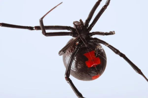 As Aranhas Mais Perigosas do Mundo 1vettop% Viúva-negra (Latrodectus mactans)