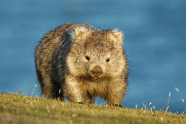 Os animais mais fofos do mundo 19vettop% Vombate (Vombatus ursinus)