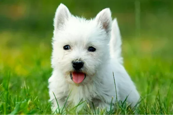 Conheça 10 Raças de Cachorros Pequenos e Brancos 4vettop% West Highland White Terrier