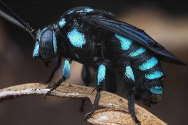 Abelha-Carpinteira-Azul