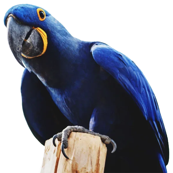 Vettop Vida Animal