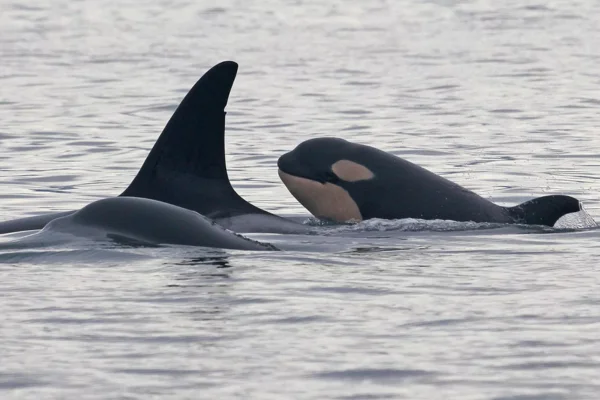 orca