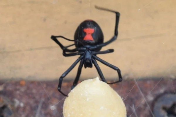 A Fascinante Biologia da Viúva-Negra 2vettop% viúva-negra (latrodectus mactans) (3)