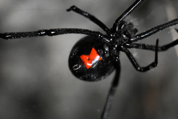 A Fascinante Biologia da Viúva-Negra 1vettop% viúva-negra (latrodectus mactans) (4) (1)