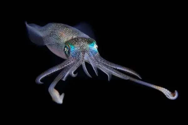 Animais que não tem coração