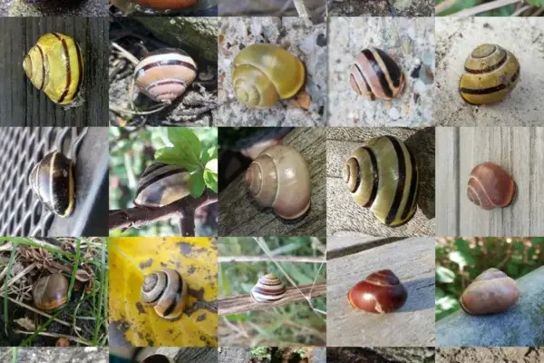 Animais que não tem coração