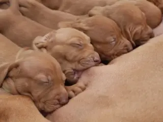 Como saber se a cadela está bem após o parto?