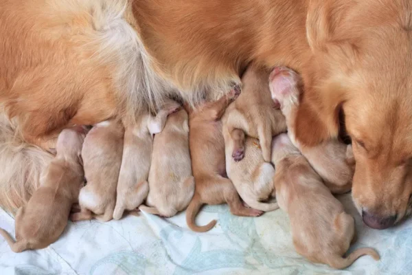 Como saber se a cadela está bem após o parto? 1vettop% Como saber se a cadela está bem após o parto?