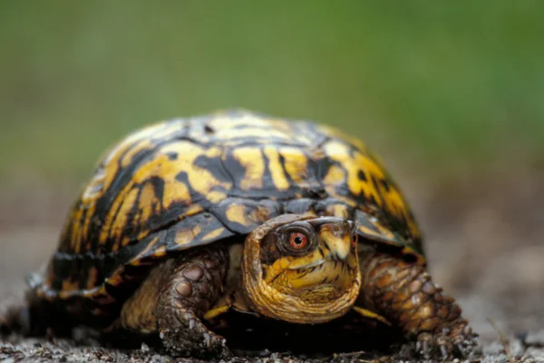 Como saber se minha tartaruga de terra está grávida 1vettop% Como saber se minha tartaruga de terra está grávida (1)