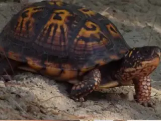 Como saber se minha tartaruga de terra está grávida (1)