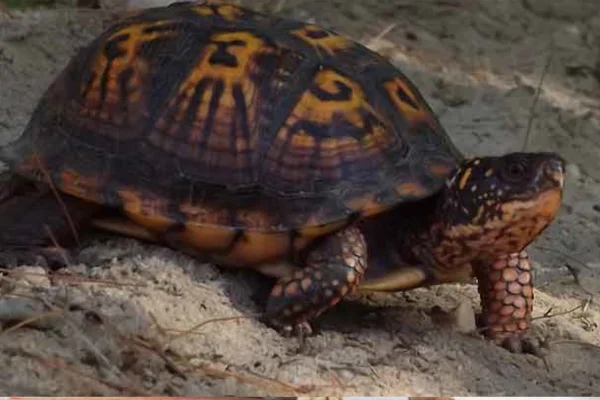 Como saber se minha tartaruga de terra está grávida